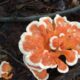 Mushrooms, Tanagers, and Respite