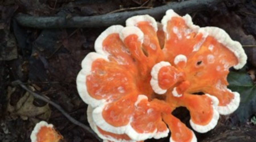 Mushrooms, Tanagers, and Respite