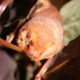 Fall for Bats – Sat., Nov. 18