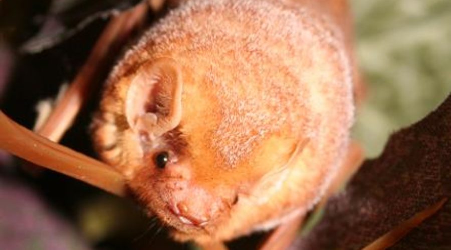 Fall for Bats – Sat., Nov. 18