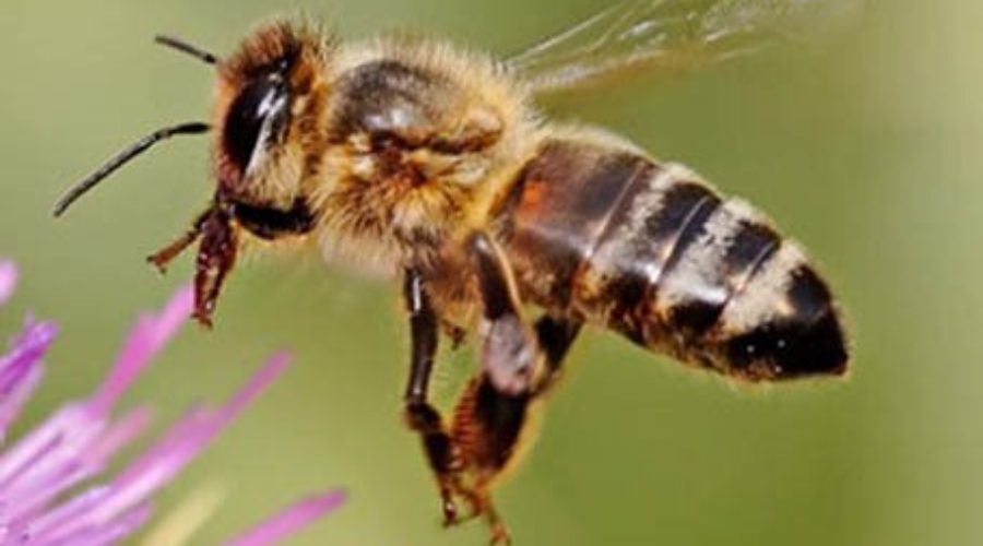 Honeybee Losses Reach 60 Percent