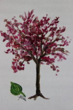 Red Bud