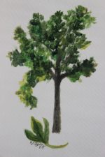 Sassafras