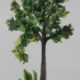 Which is the 2020 Virginia Tree of the Year?