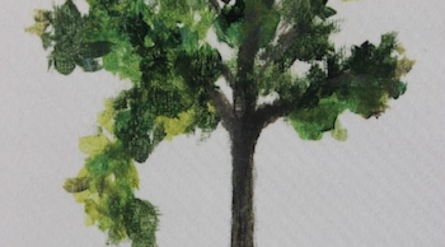 Which is the 2020 Virginia Tree of the Year?