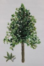 Sweet Gum