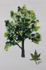 Sycamore
