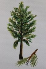 Virginia Pine