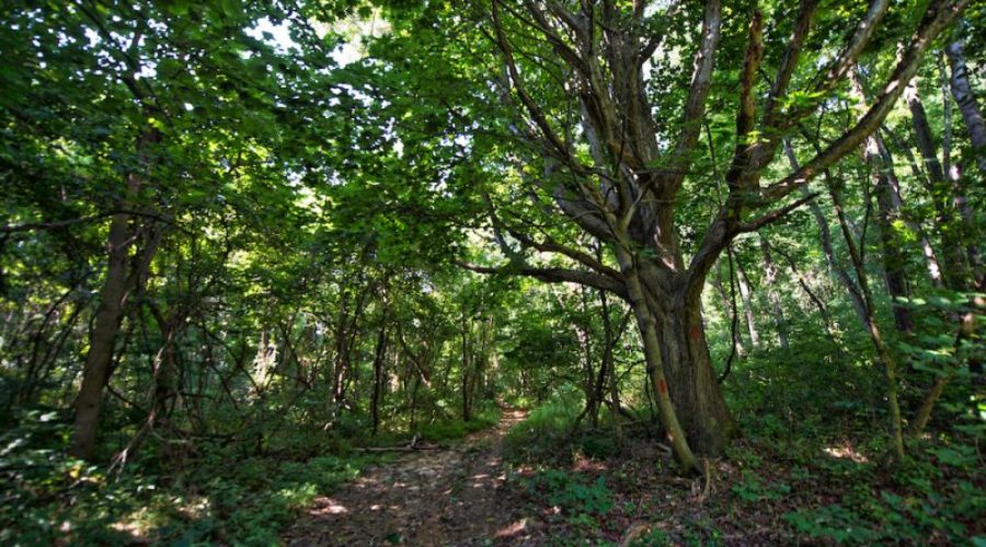 Loudoun’s Future State Park in Jeopardy