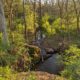 Trees Can Help Heal Our Planet