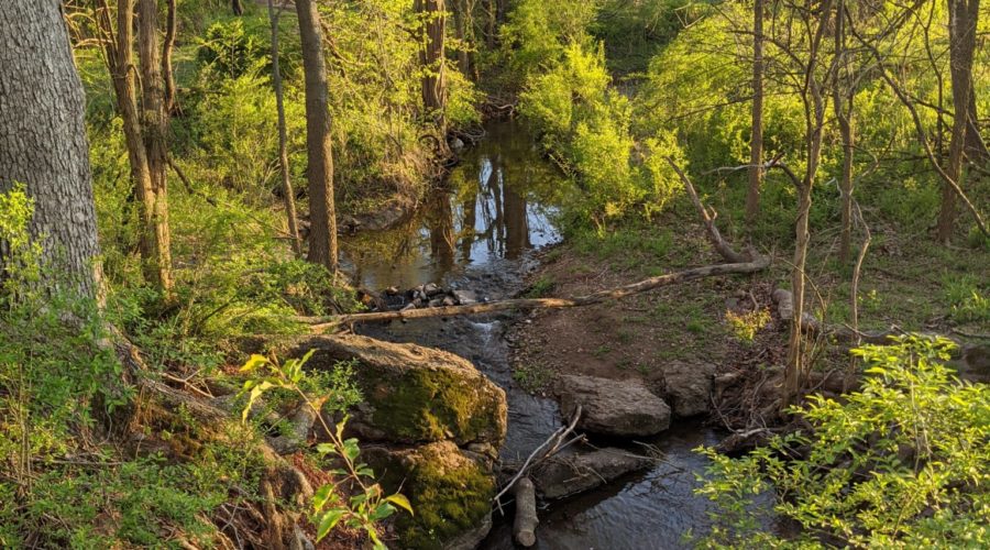Trees Can Help Heal Our Planet