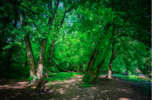 Trees in Pine Grove