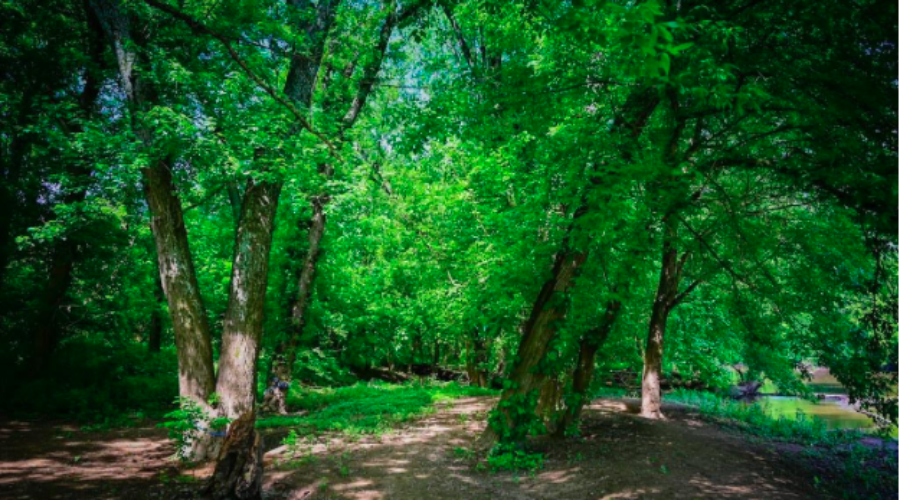 Trees in Pine Grove