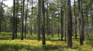 Piney Grove Nature Preserve