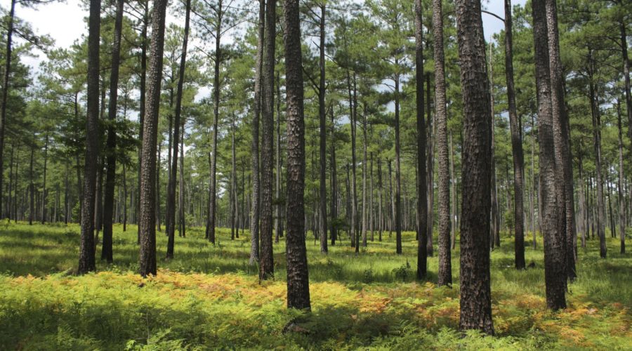 Piney Grove Nature Preserve