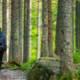 Changes in the Blue Ridge Forests:  heat, weather, bugs, and people