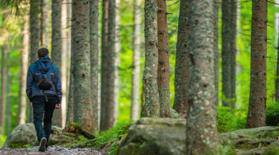 Changes in the Blue Ridge Forests: heat, weather, bugs, and people