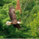 Happenings Around the Mountain – September 30, 2021