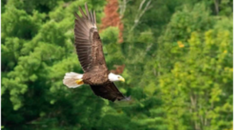Happenings Around the Mountain – September 30, 2021
