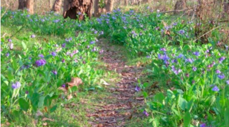 Happenings Around the Blue Ridge