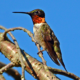 Happenings Around the Blue Ridge – May 5, 2022