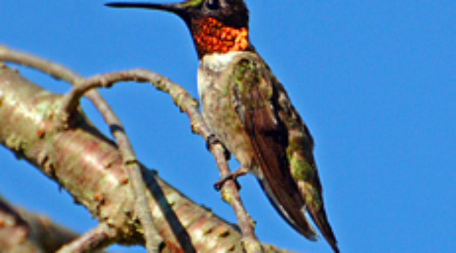 Happenings Around the Blue Ridge – May 5, 2022