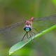 Happenings Around the Blue Ridge – June 9, 2022