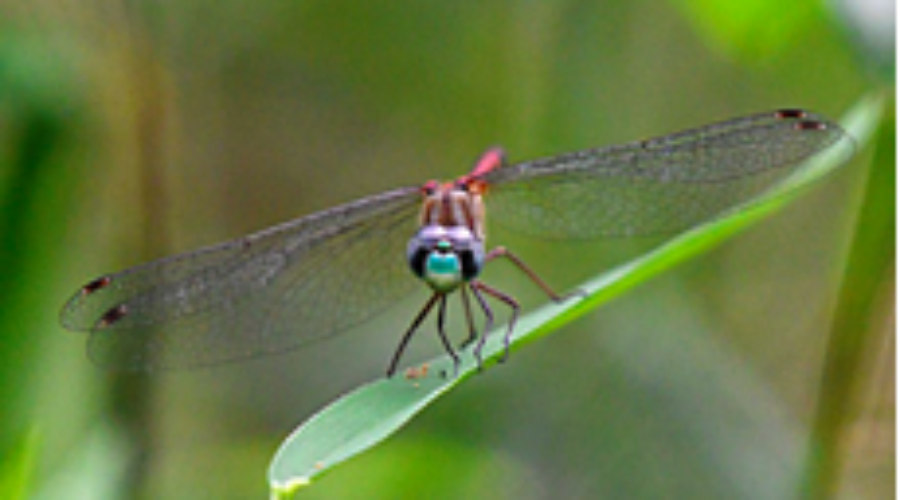 Happenings Around the Blue Ridge – June 9, 2022