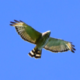 Happenings Around the Blue Ridge August 11, 2022