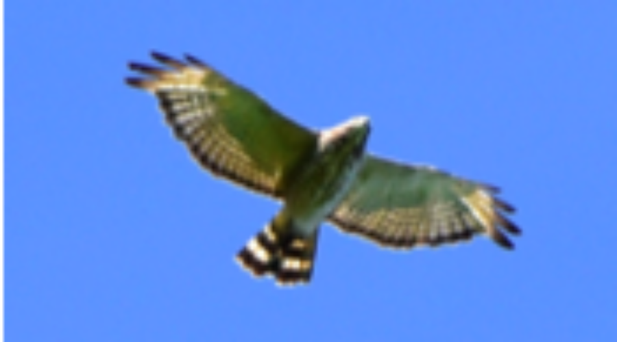 Happenings Around the Blue Ridge August 11, 2022
