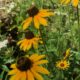 Happenings Around the Blue Ridge, March 16, 2023
