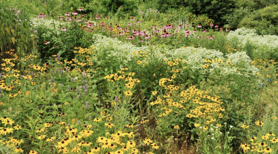 Loudoun Wildlife Conservancy Spring Native Plant Sale April 5th