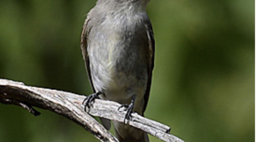 Happenings Around the Blue Ridge – May 18, 2023