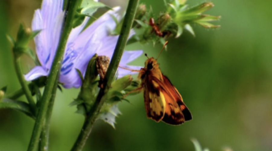 Happenings Around the Blue Ridge – July 20, 2023