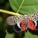 Happenings Around the Blue Ridge – April 4, 2024